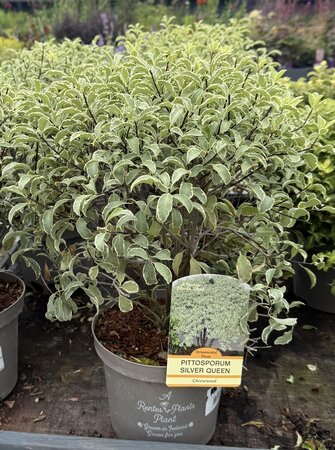 PITTOSPORUM T. SILVER QUEEN