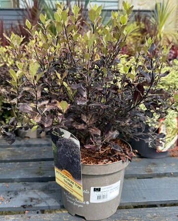 PITTOSPORUM T. TOM THUMB RP