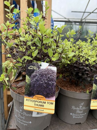 PITTOSPORUM T. TOM THUMB RP