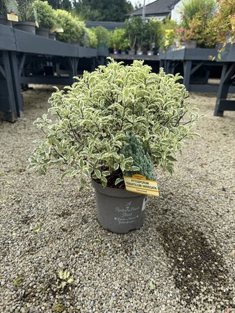 PITTOSPORUM T. VARIEGATA
