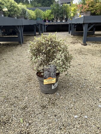 PITTOSPORUM T. VICTORIA