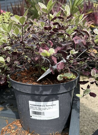 PITTOSPORUM tenu. Bannow Bay