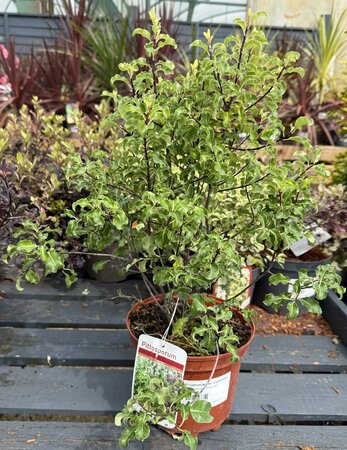 PITTOSPORUM tenu. Coxhill Gold (Garden)
