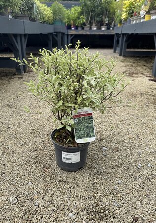PITTOSPORUM tenu. Silver Queen