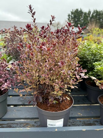 PITTOSPORUM tenu. Tom Thumb