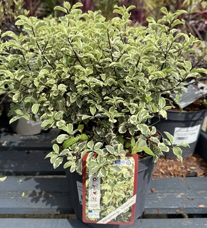 PITTOSPORUM tenu. Variegatum