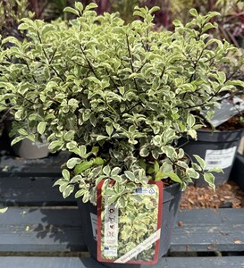 PITTOSPORUM tenu. Variegatum