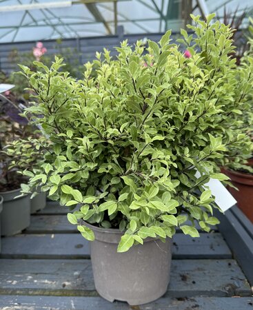 PITTOSPORUM tenui.'Midget'   3L