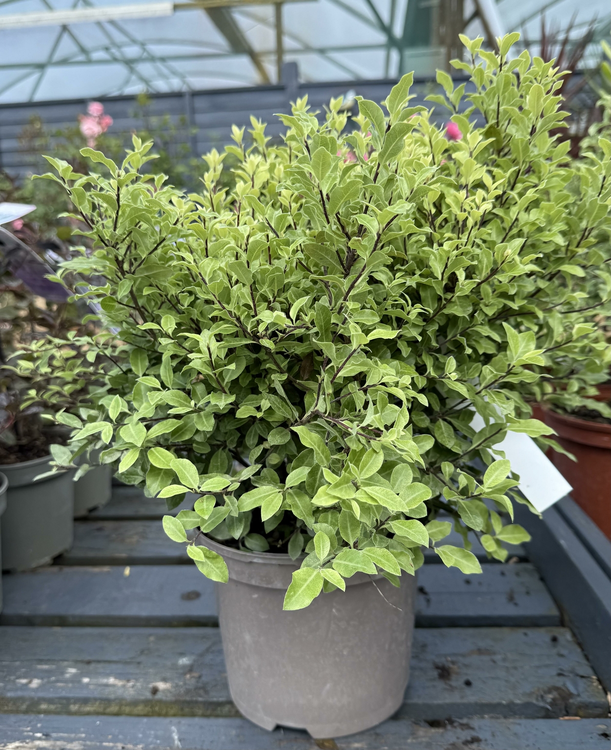 Tenui PITTOSPORUM tenui.'Midget' 3L - D and M Garden Centre