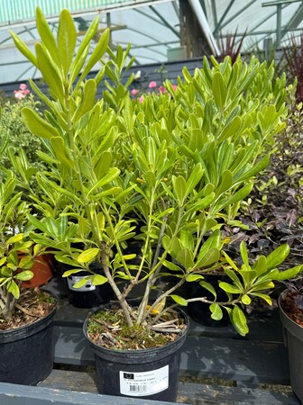 PITTOSPORUM TOBIRA