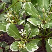 Pittosporum Tobira Variegata