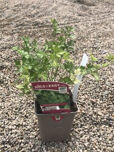 Plain Parsley