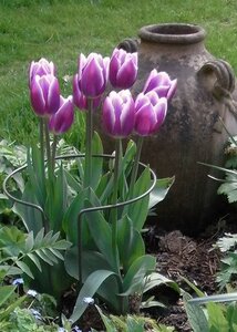 Plant Support and Protection