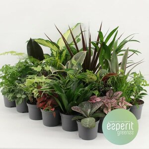 Plants Mix Greens (Assorted)
