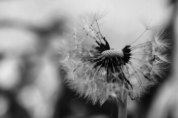 Plants, Seeds, Bulbs