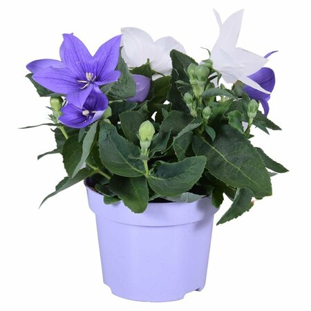 Platycodon duo mix P12