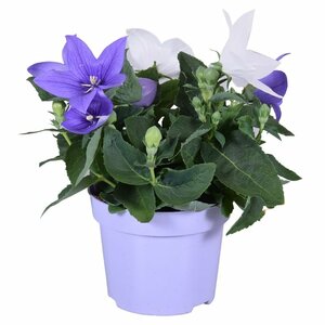 Platycodon duo mix