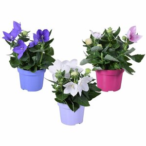 Platycodon mix