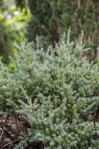 PODOCARPUS A. RED TIP