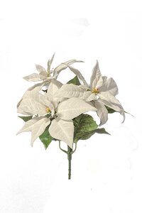 Poinsettia bush x3 cream 32cm