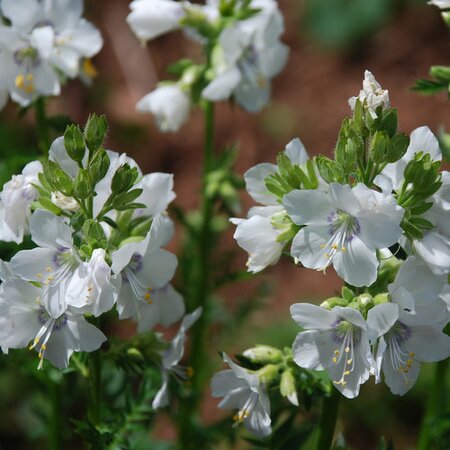 Polemonium cae. 'Alba'