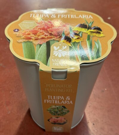 POLLINATOR PLANTER KIT TUL&FRIT ORANGE x15