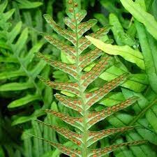 Polypodium vulgare / 1.5 Ltr pot