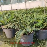 POLYSTICHUM set. Dahlem