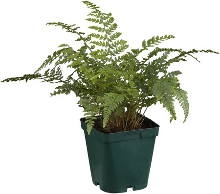 Polystichum setiferum