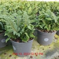 POLYSTICHUM setiferum Congestum