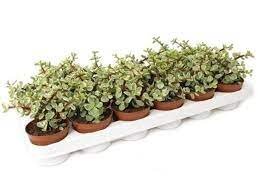 Portulacaria afra variagata