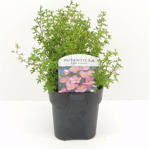 Potentilla f. 'Pink Queen'