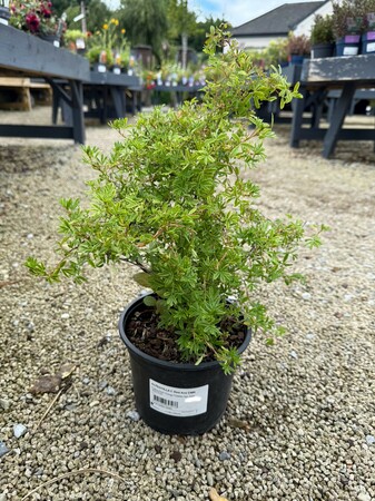 POTENTILLA f. Red Ace CMR