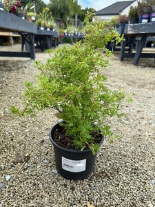 POTENTILLA f. Red Ace CMR