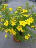 POTENTILLA FRUT. GOLDFINGER