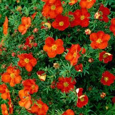 POTENTILLA FRUT. RED ROBIN