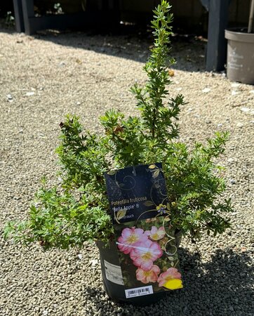 Potentilla fruticosa 'Bella Apple' ®