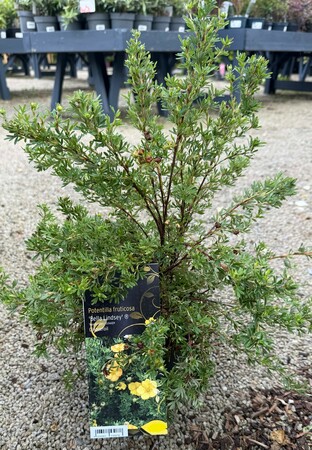 Potentilla fruticosa 'Bella Lindsey' ®