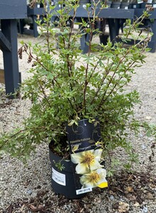 Potentilla fruticosa 'Limelight'