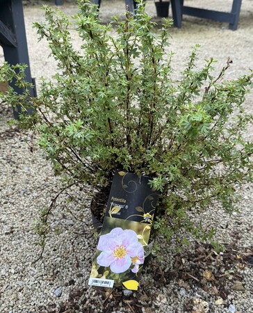 Potentilla 'Princess' ®