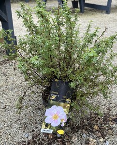 Potentilla 'Princess' ®