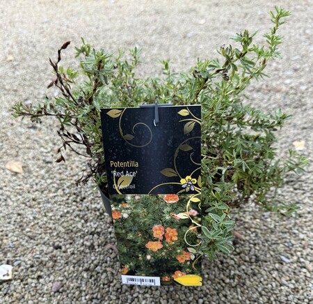 Potentilla 'Red Ace'