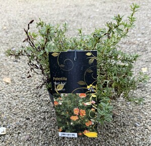 Potentilla 'Red Ace'