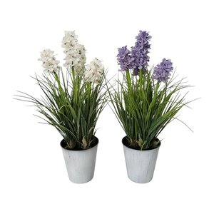 Potted Hyacinth 54cm 2 Assorted