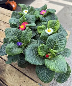 Primrose Mixed Irish