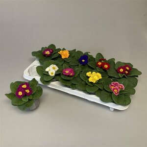 Primula acaulis mix