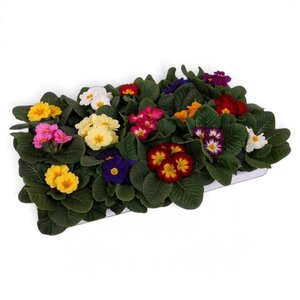 Primula acaulis mix³ P10.5