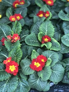Primula acaulis red