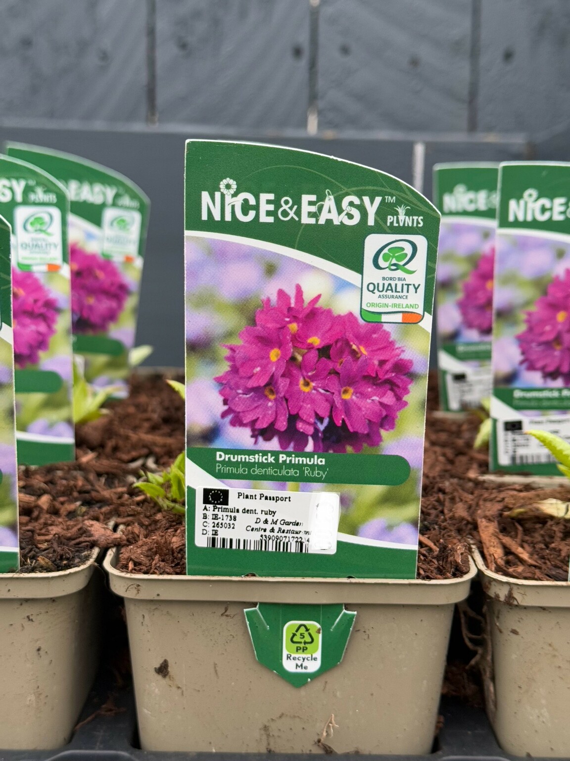 Primula dent. ruby - D and M Garden Centre