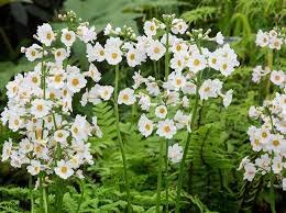 Primula jap. Alba